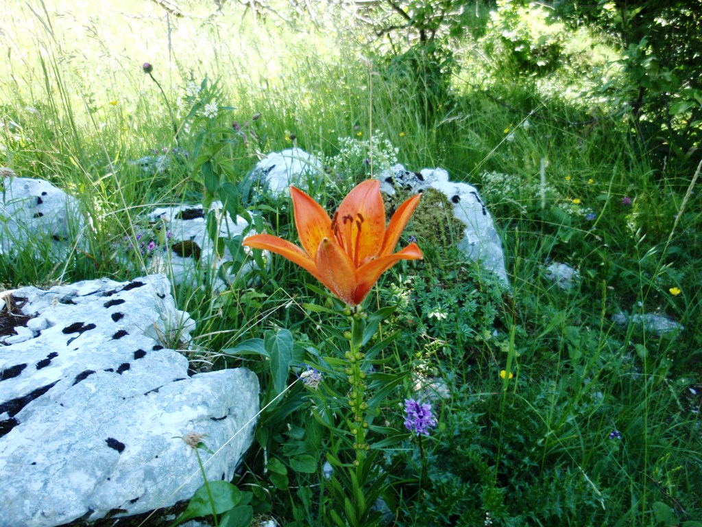 2017 06 veliki karman 12